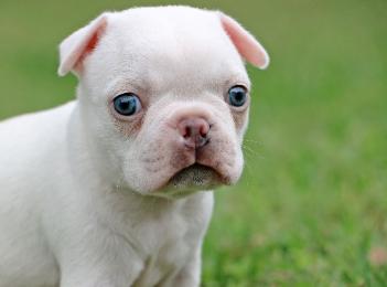 cream boston terrier puppies for sale